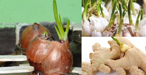 Tim thai yếu tránh ăn các loại củ mọc mầm 